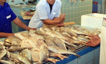 ضبط 4 أطنان من الأسماك الفاسدة قبل ترويجها بالقطيف 