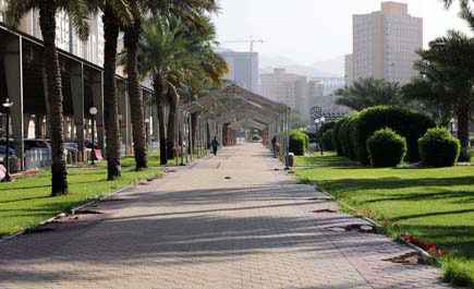 (60) مليون ريال لزراعة شوارع وحدائق وميادين العاصمة المقدسة 