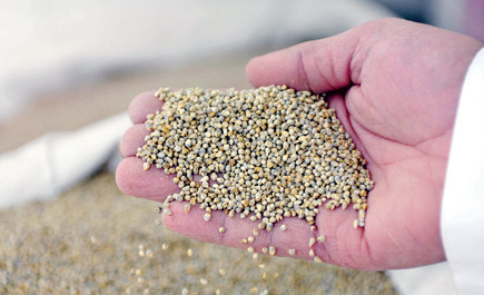 «دُخن» الباحة.. غذاء ودواء 