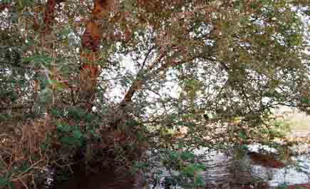 متنزه الزلفي الوطني واحة خضراء في جبين الصحراء