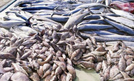 بلدية صامطة تصادر 447 كيلو من الأسماك الفاسدة 