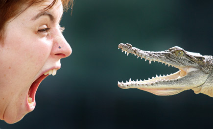 تغريم شخصين لمصارعتهما «تماسيح» 