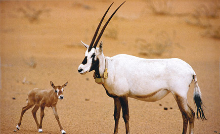 تسجيل الولادة الطبيعية رقم ( 1000 ) للمها العربي في محمية محازة الصيد