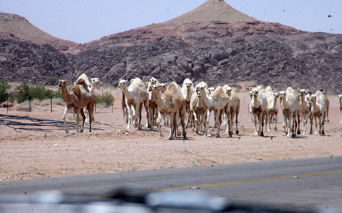 المواطنون: الحاجة تدعو لمضاعفة العقوبة على المتهاونين بأرواح الناس