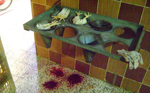 ضبط عمالة تدير مسلخ دواجن بطريقة مخالفة بالأحساء 