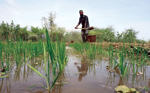 الحكومة السودانية تطلق مؤخرا برنامجاً تجريبياً لزراعة الأرز 