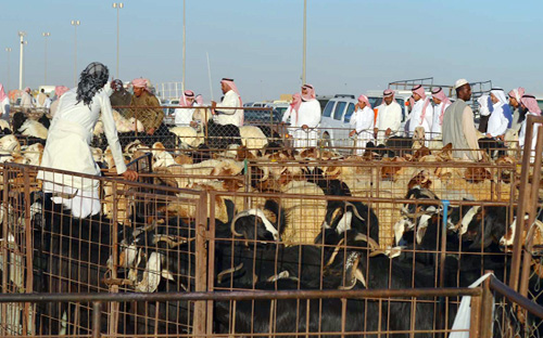 انخفاض في أسعار الأضاحي وسط زيادة في المعروض بأسواق منطقة تبوك