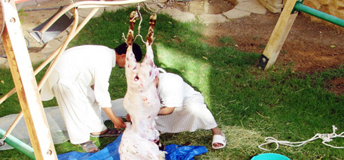 أسر تحافظ على موروثها الديني والاجتماعي في ذبح الأضحية