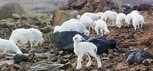 ارتفاع أسعار الأضاحي والحطب في منطقة عسير إلى الضعف.. ومواطنون يوكلون الجمعيات الخيرية