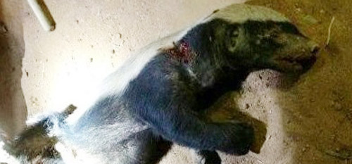 حيوان غريب يهاجم أغنامًا بجنوب حائل