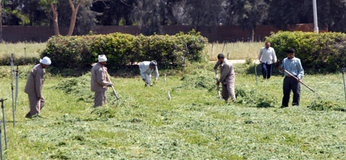 استثمارات سعودية إماراتية لتدوير المخلفات الزراعية بمصر 
