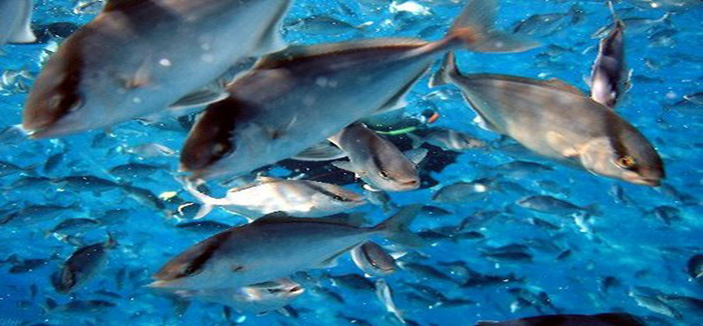 دراسة لحصر حجم المخزون السمكي في المياه الإقليمية للمملكة بالخليج 