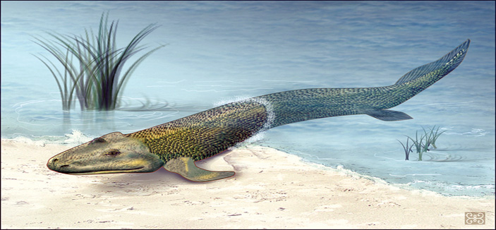 أبحاث على سمكة من ملايين السنين تكشف علامات على نمو أرجل خلفية 
