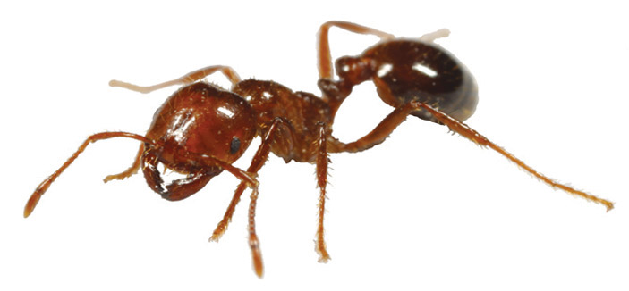 النمل المجنون يتغلب على نمل النار في سباق البقاء للأقوى في الأمريكتين 