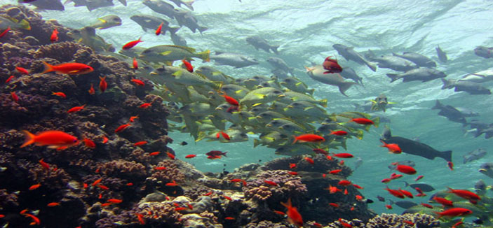 مشروع إقليمي للحفاظ على مواطن تكاثر الأسماك في البحر الأحمر 