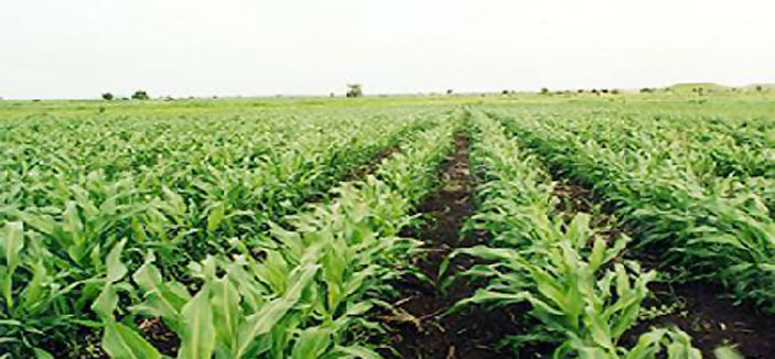 دعوة المستثمرين الزراعيين السعوديين للتواصل مع مكتب «المبادرة» 