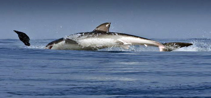 باحثون يقتفون أثر هجرة القرش الأبيض الضخم حول فلوريدا 