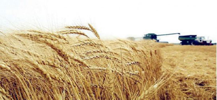 تجار: السعودية تطرح مناقصة لشراء 715 ألف طن من القمح 