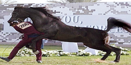  الحصان أثناء هجومه على مروضه بشكل مفاجئ
