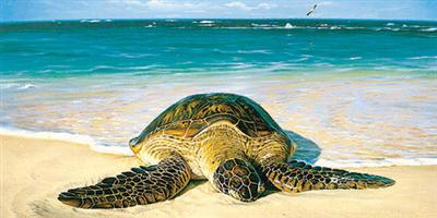مغناطيسية الأرض تدل السلاحف على الشاطئ الذي شهد مولدها 