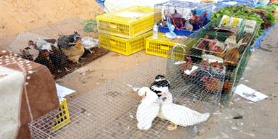 ضبط دجاج وأسماك ولحوم فاسدة في حي الرمال 
