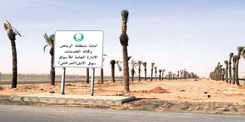 أمانة منطقة الرياض تسحب القرعة على عدد من أحواش الإبل بالطوقي 