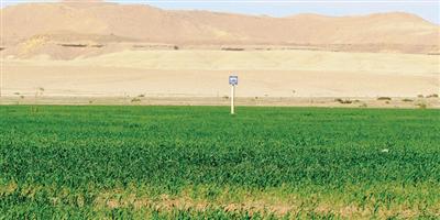 انخفاض زراعة «بعول» القمح في الصحراوية 