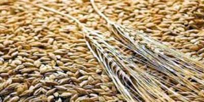 السعودية تطرح مناقصة لشراء 715 ألف طن من القمح الصلد 