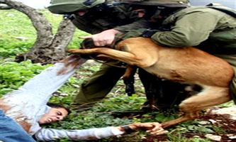 الكلاب البوليسية سلاح جيش الاحتلال لاعتقال أطفال فلسطين 