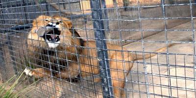 قتل أسد هاجم مدربه رمياً بالرصاص في حديقة الحيوانات بشرقي الصين 
