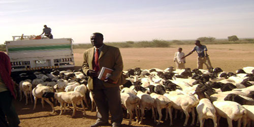السماح باستيراد الماشية من الصومال عبر محجر أنعام 