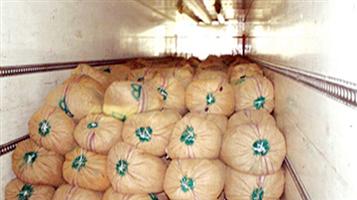 إحباط تهريب 17 ألف كيلو من ثمار «القورو» في إرسالية ثوم 