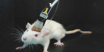 علاج جيني يشفي فأراً من الصّمم 