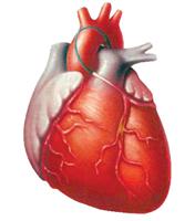 «التخصصي» ينجح في زراعة جهاز لمريض عضلة القلب 