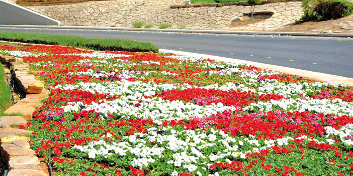 أمانة منطقة الرياض تزرع مليوني زهرة من البيتونيا والذهبية في ميادين العاصمة 