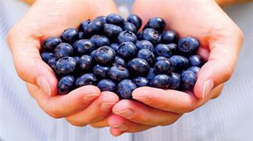 «العنب البري» يساعد على الحد من الإصابة بالسمنة 