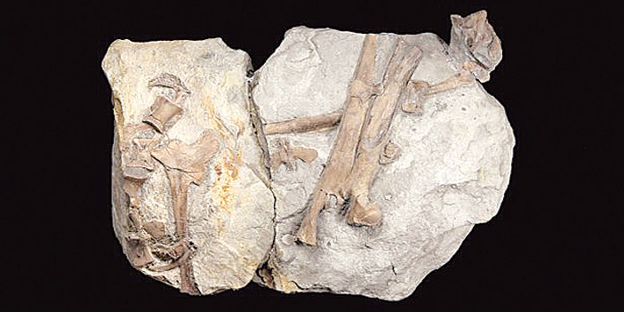  ديناصور (دراكورابتور هانيجاني) أقدم ديناصورات العصر الجوراسي