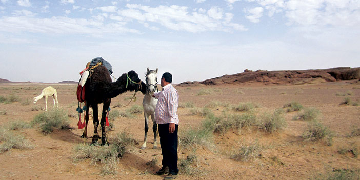  الناقة والفرس ذاكرة الصحراء وذاكرة الشعر العربي