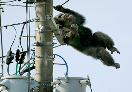 سقوط شمبانزي من على برج كهربائي شمال اليابان 