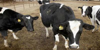 حظر استيراد الأبقار من بلغاريا بسبب المرض الجلدي العقدي 