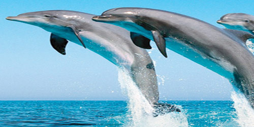  الدلافين أفضل صديق للإنسان