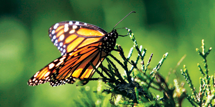   تراجع أعداد الفراشات الملكية في أمريكا