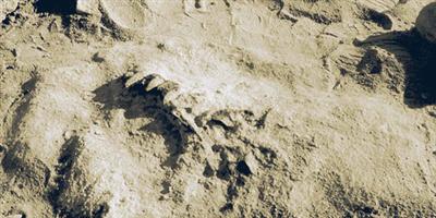 علماء يكتشفون حفرية جديدة لديناصور في الأرجنتين 