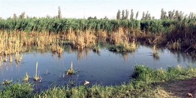 معالجة المياه الراكدة في وادي الرمة بمنطقة القصيم وأثرها على البيئة 