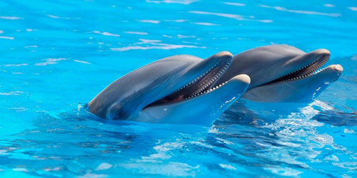 باحثون ينجحون في تسجيل «حوار الدلافين» 