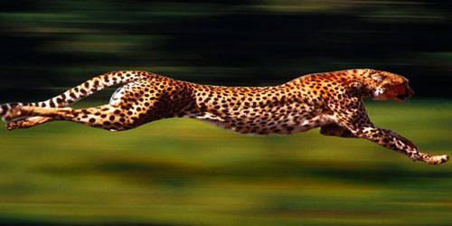 أسرع حيوانات العالم مهدد بالانقراض 