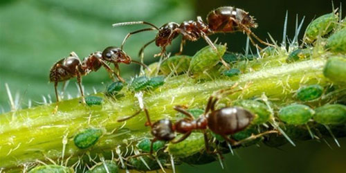 النمل يتبادل المعلومات باللعاب!! 