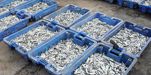 دراسة تتنبأ بعدم قدرة الملايين على الحصول على الأسماك كغذاء عام 2050  