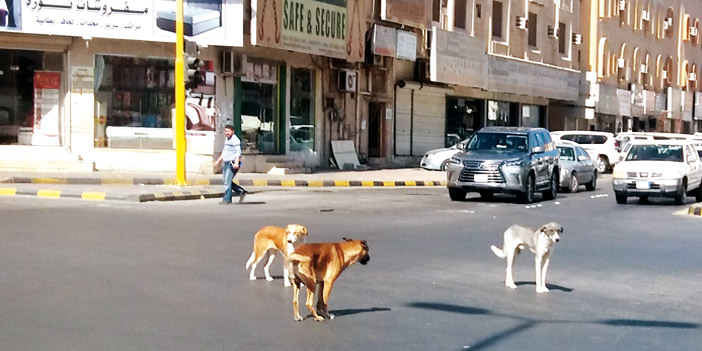  الكلاب وسط الطريق