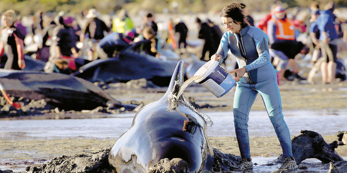 استنفار نيوزيلندي لإعادة عشرات الحيتان الجانحة  